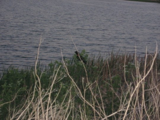 Red Winged Blackbird by Lake