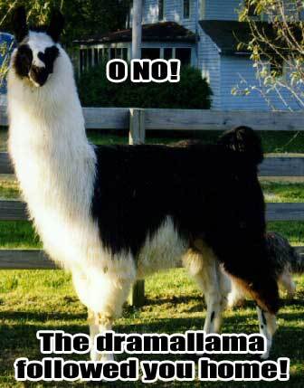Drama Llama followed me home? Uh-oh!