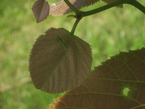 Green Bug on Leaf